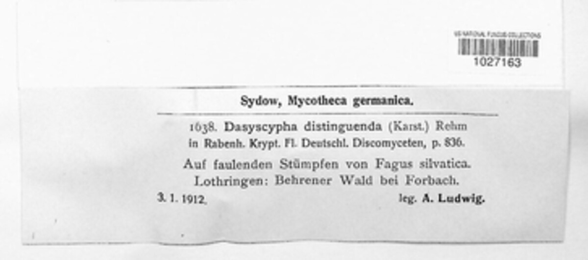 Dasyscyphus distinguenda image
